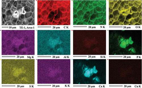 Figure 2. X-ray mapping of a sclerotium grain (TE-1, area 1).