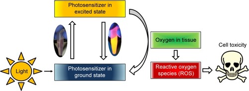 Figure 1 Schematic representation of principle of photodynamic therapy: a photosensitizer is excited by an external light stimulus.Note: This energy can be transferred to oxygen in tissue, which leads to the formation of reactive oxygen species, causing oxidation of cellular components (eg, proteins, lipids, and DNA) and finally cell death.