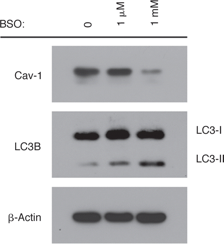 Figure 4 Oxidative stress-induced autophagy correlates with Cav-1 downregulation. BSO treatment downregulates Cav-1 while promoting autophagy. To induce oxidative stress, hTERT-fibroblasts were treated with increasing concentration of BSO (1 µM and 1 mM) for 48 hours. Cell lysates were then analyzed by Western blot analysis using anti-Cav-1 and LC3B antibodies. Note that Cav-1 levels are greatly decreased upon treatment with 1 mM of the pro-oxidant BSO. At the same concentration of BSO, the accumulation of the active LC3B-II form is highest. β-actin was used as a control to assess equal protein loading.