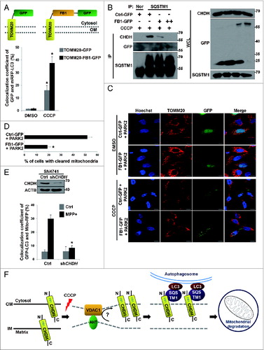 Figure 7. For figure legend, see page 1917.Figure 7 (See previous page). Inhibition of the interaction between CHDH and SQSTM1 hampers mitochondrial degradation. (A) Schematic diagram of TOMM20-FB1-GFP chimera (upper). HeLa cells were transfected with mRFP-LC3 and either TOMM20-GFP or TOMM20-FB1-GFP and exposed to 10 μM CCCP for 1 h. Cells were analyzed under a confocal microscope and the colocalization coefficient was determined. Bars represent the mean ± SD, *P < 0.0001 (lower). (B) HEK293T cells were transfected with different concentrations of GFP (Ctrl-GFP) or FB1-GFP (+: 2 μg, ++: 5 μg) and then treated with 10 μM CCCP for 30 min. Cell lysates were analyzed by immunoprecipitation (IP) and western blotting. (C and D) HeLa cells were transfected with PARK2 and either Ctrl-GFP or FB1-GFP. Following 24 h treatment with 10 μM CCCP, cells were subjected to immunocytochemical analysis using the indicated antibodies and then visualized under a confocal microscope. Scale bar: 10 μm. Statistical values for (C) are represented as bars with the mean ± SD, *P < 0.05 (D). (E) Stable SN4741-Ctrl or SN4741-shCHDH cells were transfected with GFP-LC3 and Mito-RFP and then treated with 100 μM MPP+ for 4 h. Cells were examined under a confocal microscope. The expression level of CHDH was determined using western blot analysis (upper) and the colocalization coefficient (%) between GFP-LC3 and Mito-RFP was determined (lower). Bars represent the mean ± SD, *P < 0.0001. (F) Proposed role of CHDH in mitophagy. CHDH resides on both the OM and IM of mitochondria and exposes its FB1 domain-containing N terminus to the cytosol on the OM. Following mitochondrial depolarization, CHDH accumulates on the OM probably through VDAC1 and interacts with SQSTM1 to recruit LC3 to the damaged mitochondria for mitophagy.