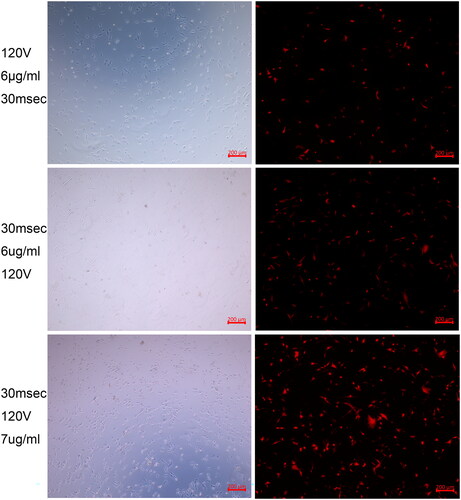 Figure 5. Fluorescence images corresponding to different electroporation transfection conditions showing the exogenous red Tomato protein high expression in horse satellite cells after electroporation transfection with the optimized parameters.