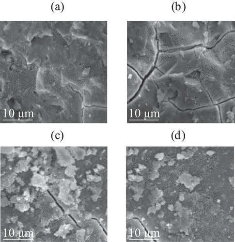 Figure 8. Microscopic view of hydration products of ASBM (a, b, c, and d show Scanning SEM images of blank samples for 5 days, V2 water reducer for 5d, blank sample 25d, V2 water reducer for 25 days, respectively).