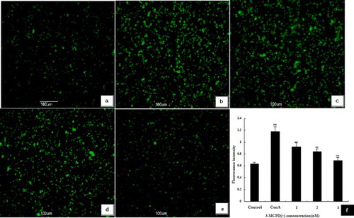 Figure 4. Effect of 3-MCPD (+) on the [Ca2+]i in ConA-induced T cells. T cells were pretreated with 20 μM Fluo-3/AM and examined under a confocal laser microscope. The fluorescence intensity in the ConA group was increased compared with the control group, and 3-MCPD (+) decreased this fluorescence intensity. The results were obtained from three independent experiments and are presented as the mean ± standard deviation of three independent experiments. ##P < .01 versus control group; *P < .05 or **P < .01 versus ConA group.