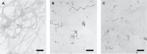 Figure 2 Typical transmission electron microscopy images of untreated single-walled carbon nanotubes (SWNTs) (A), the acid-treated SWNTs (B), and DNA-SWNTs (C). Scale bars = 50 nm.