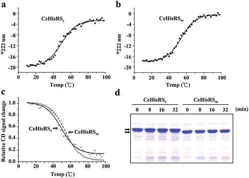 Figure 6. Thermal stability and structural flexibility of C. elegans HisRS isoforms.Melting temperatures of (a) CeHisRSc and (b) CeHisRSm were determined at 222 nm using CD spectroscopy between 10℃ and 100℃. (c) Relative CD signal changes of CeHisRSc and CeHisRSm. (d) Limited proteolysis of CeHisRSc and CeHisRSm. The protein amount used was 4 μg per lane. The arrows indicate CeHisRSc and CeHisRSm.