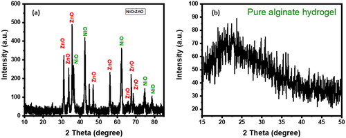 Figure 4. XRD Spectra of NiO-ZnO (a) (left) and pure alginate hydrogel (b) (right).