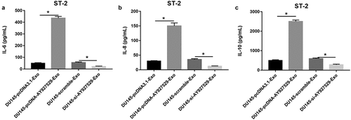 Figure 5. The contents of inflammatory factors were detected in ST2 cells. DU145 cells were transfected with lncAY927529 siRNA, scramble, pcDNA-lncAY927529 and pcDNA3.1: (a-c) ELISA assay was used to detect the contents of IL-6, IL-8 and IL-10 in ST2 cells treated with exosomes derived from DU145 cells with low and high expression of AY927529.*P < 0.05 compared with DU145-pcDNA3.1-Exo group or DU145-scramble-Exo. N = 4, data were expressed as mean ± SEM; Student’s t test or one-way ANOVA was used for analyzing data