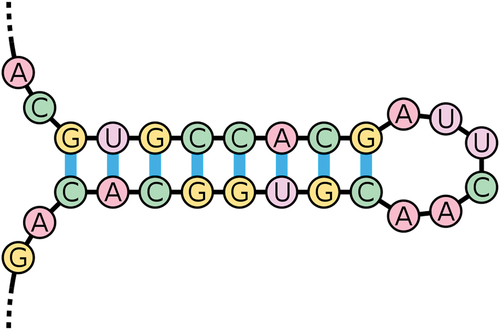 Figure 5. An example of an RNA stem-loop.