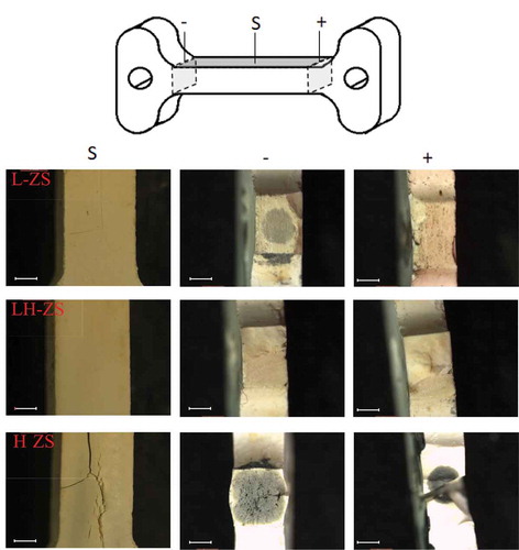 Figure 2. Schematic representation of dog-bone samples; and (b) Stereoscopic microscope images of the flash sintered samples external surface (S) and of their cross-sections close to the cathode (-) and anode (+). (scale bar 1 mm)