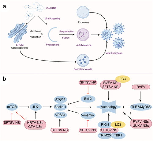 Figure 3. (a) Schematic presentation of the phenuivirus replication cycle and (b) autophagy induction pattern of phenuivirus. (a) Phenuivirus glycoprotein (GP) is synthesized by membrane-bound ribosomes at the ER and subsequently translocated to the ERGIC and Golgi complex. GP is anticipated to recruit the RNP complex for viral assembly and maturation. Subsequently, mature virus particles are released from the cell via secretory vesicles or autophagic vesicles. Alternatively, CD63-positive exosomes also facilitate the exocytosis of phenuivirus in a receptor-independent manner. (b) SFTSV NP induces classical autophagy by disrupting the association between beclin-1 and BCL2. SFTSV NSs induces classical autophagy through several mechanisms, including sequestering mTOR into IBs, promoting vimentin degradation via K48-linked ubiquitin-proteasome pathway, or facilitating the formation of beclin-1-dependent autophagy initiation complexes. Notably, IBs induced by SFTSV NSs may function as autophagy-like vesicles that sequester antiviral proteins such as TBK1, thereby promoting TBK1 degradation for immune evasion. Additionally, RVFV NP interacts with p62 and LC3 to induce autophagy and subsequently inhibit the antiviral innate immune response.