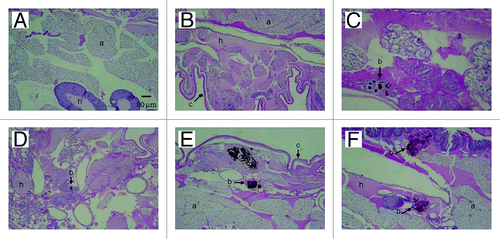 Figure 7. PAS-stained sections of G. mellonella. (A) Uninfected control larva inoculated with 0.1 M PBS. Larva infected with P. lutzii at concentrations of (B) 101, (C) 102, (D) 103, (E) 104 and (F) 105 colony forming units. All larva were incubated at 37°C. Structures are annotated as follows: a, adipose bodies; b, fungal cells; c, cuticle; h, hemolymph.