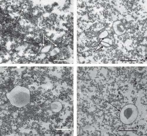 Figure 6. Transmission electron micrographs of the meat – batter gels. Figura 6. Micrografías electrónicas de transmisión de geles de pasta de carne.