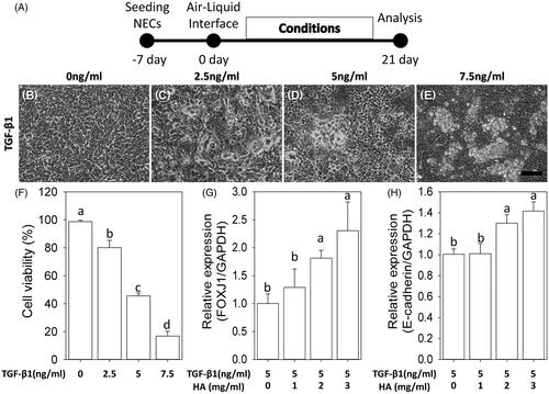 Figure 1. Dose–response relationship between hyaluronan and TGF-β1. The morphology of NECs changes from polygonal to irregular, detached and even aggregative shape with incubation of TGF-β1 (B–E). Scale bar =100 μm. Cell viability (F). RT-qPCR of FOXJ1 and E-cadherin under 5 ng/ml TGF-β1 plus various concentration of hyaluronan ranges from 0 mg/ml to 3 mg/ml (G, H). Results are expressed as the mean ± SD. Different letters (a, b) indicate a significant difference (p < .05), while the same letter indicates no significant difference (p > .05).