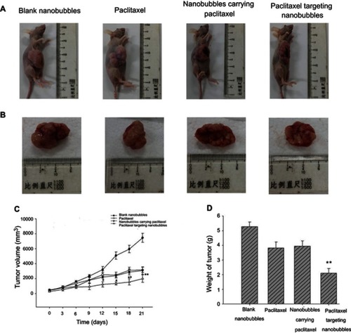Figure 5 Assessment of the anti-tumor efficacy of paclitaxel targeting nanobubbles on SCLC mice. The role of nano-materials was observed through the change in tumor diameter (A, B); change in tumor volume (C), and change in tumor weight (D). *p<0.05, **p<0.01.