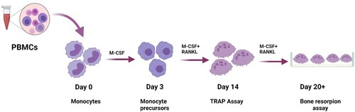 Figure 1. Schematic overview of PBMCs derived osteoclast culture model. Four hours following seeding, cells were rinsed twice with PBS to remove non-adherent cells and treated with M-CSF. From day 3 onward, RANKL was supplemented as well to induce osteoclastogenesis. On day 14 post seeding, TRAP staining was performed to determine the formation and differentiation of multinucleated OC. Around day 20, bone resorption assay was done to determine the resorptive activity of OCs.
