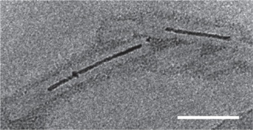 Figure 8 Aurothioglucose-stained TEM image showing TMV with biomineralized Co-Pt forming a nanowire in its cavity. Scale bar is 50 nm. Reproduced with permission from CitationTsukamoto et al 2007b. Synthesis of CoPt and FePt3 nanowires using the central channel of tobacco mosaic virus as a biotemplate. Chem Mater, 19:2389–91. Copyright © 2007. American Chemical Society.