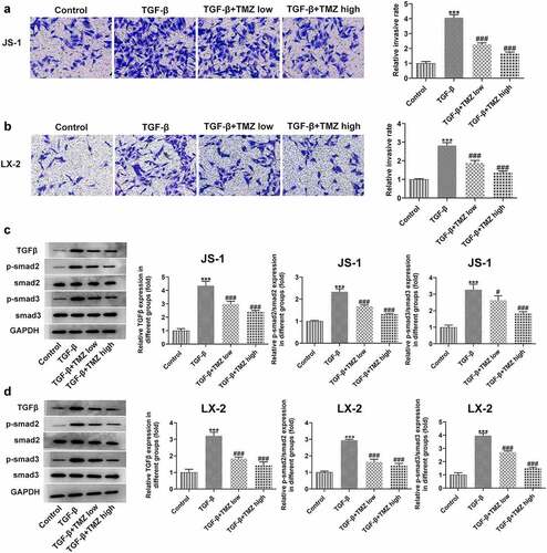 Figure 5. TMZ inhibits cell migration and inactivates TGF-β/Smad signaling in TGF-β-induced hepatic stellate cells. Results of cell migration analysis in TGF-β-induced JS-1 (a) and LX-2 cells (b). TGF-β, smad2 and smad3 expression in TGF-β-induced JS-1 (c) and LX-2 cells (d). ***P < 0.001 vs. control; #P < 0.05 and ###P < 0.001 vs. TGF-β.