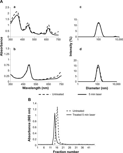 Figure 3 Effect of laser treatment on the biophysical characteristics and integrity of liposomes.Notes: (A) Formulation IV (calcein-HPPH) or V (calcein only) were treated with 660 nm laser for 5 minutes and were analyzed for changes in their UV-VIS spectral properties and hydrodynamic size analysis by DLS. Data for Formulation IV is shown in (A) (a) and (c). Data for Formulation V is shown in (A) (b) and (d). UV-VIS spectra are shown in left panels (A [a] and [b]) where absorbance is plotted against the wavelength (nm). Hydrodynamic size analysis is shown in right panels (A [c] and [d]). Average diameter (x-axis) is plotted against the peak intensity of liposomes (average of three runs from a single experiment). Dashed lines, control samples; solid lines, 5 minute laser-treated samples. The results are representative of at least three independent experiments. (B) Effect of laser treatment on fractionation pattern of liposomes on a size exclusion column: Formulation IV (calcein-HPPH liposomes) was either untreated or treated with the laser for 5 minutes and was fractionated on a Sepharose CL-6B column. 1 mL fractions were collected. 0.2 mL aliquots of the column fractions were analyzed for the HPPH by monitoring absorbance at 665 nm. The absorbance of HPPH in each fraction is plotted against the fraction numbers in (B). Dashed lines, untreated liposomes; solid lines, laser-treated liposomes. (C) Effect of laser treatment on morphology of liposomes: Formulation IV (calcein-HPPH liposomes) was treated with the laser for 5 minutes and the liposomes were imaged by electron. The images are shown in (C). Left panel, negative stained liposomes; top, untreated; bottom, laser treated, (bar 100 nm). Right panel, cryo-EM images liposomes; top, untreated; bottom, laser treated, (bar 200 nm). Arrows indicate deformability (crenations) in the liposomes upon laser treatment.Abbreviations: DLS, dynamic light scattering; EM, electron microscopy; HPPH, 2-[1-hexyloxyethyl]-2-devinyl pyropheophorbide-a; UV-VIS, ultraviolet–visible spectroscopy; min, minute.