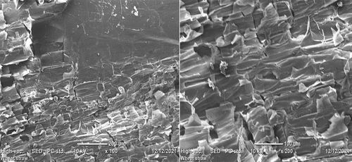 Figure 6. SEM images for longitudinal-section of naturally treated wheat straw fiber (Below the figure).