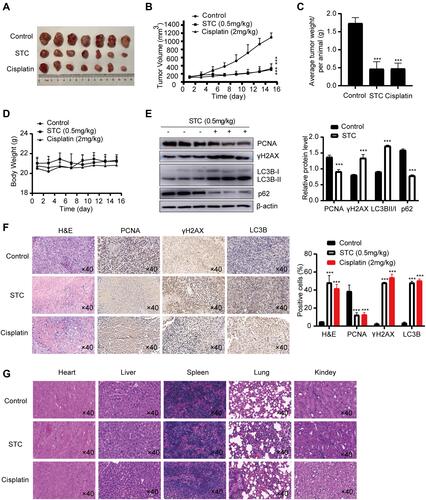 Figure 8 STC exhibited antitumor efficacy in OC subcutaneous xenograft models. (A) Representative images of subcutaneous tumors after treatment with STC (0.5mg/kg) or cisplatin (2mg/kg) (n = 7). (B) The volume and (C) weight of tumors was calculated in control, STC and Cisplatin group. Tumor volumes was calculated at different time points. (D) Body weight–time curve in control, STC and Cisplatin group. (E) The expression of PCNA, γH2AX, LC3B I/II and p62 in control and STC group were detected by Western blotting. (F) PCNA, γH2AX, LC3B I/II in STC and cisplatin group tumor tissues compared with the control group were detected by IHC staining. Original magnification: ×40. (G) Histopathology of the important organs. Original magnification: ×40. Data are presented as the mean ± SEM (n=7), ***P <0.001, n=3.