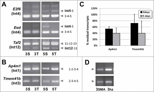 Figure 5. Evidence for U12 intron retention after prolonged SMN depletion in NB2a cells and in SMA mouse motoneurons. (A) Examples showing intron retention in NB2a cells. The cells were depleted of SMN or TCRβ, and the splicing of the gene region of interest was analyzed by RT-PCR as described in the legend of Figure 2 . The labeling on the side of the gels indicates the exons partly or fully amplified by this assay. Parts of retained U12 introns are indicated in bold and larger font size. The U12 intron of interest is also mentioned between brackets following the gene symbol. Note that the introns 4 of Eed and 12 of Taf2, but not the E2f6 intron 4, accumulate after 5 d of SMN depletion. (B) Reduction of Ap4m1 and Tmem41b transcript levels after SMN depletion in NB2a cells. The missing transcripts have most likely been degraded by nonsense-mediated mRNA decay because of stop codons in the retained U12 intron. (C) RT-qPCR analysis of Ap4m1 and Tmem41b transcript levels in SMN depleted NB2a cells. Error bars represent standard deviations. P values for 2-sided Student T test (N = 4): Ap4m1, 3S vs. 3T, 1.6 x 10–5, 5S vs. 5T, 4.8 x 10–4, 3S vs. 5S, 0.19; Tmem41b, 3S vs. 3T, 0.041, 5S vs. 5T, 0.023, 3S vs. 5S, 0.35. (D) Reduction of Ap4m1 and Tmem41b transcript levels in LCM-isolated MNs from P3 SMA mice (3SMA) compared to heterozygous mice (3hz). The experiments were performed with the same cDNA preparation for which results of other genes including the SMN depletion control and the 5.8S rRNA loading control have been shown in Figure 3 .
