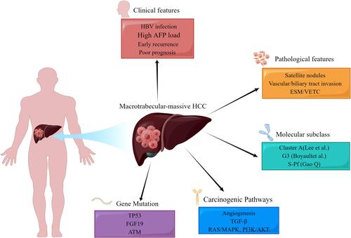 Figure 1 Integration of HCC clinical features, pathological features, molecular subclass, carcinogenic pathway, and gene mutation.