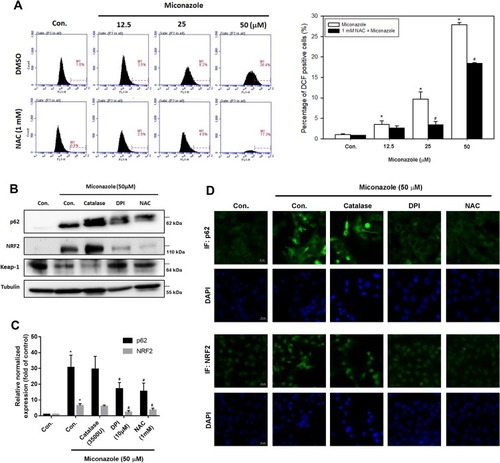 Figure 7 ROS scavengers reverse p62-KEAP1-NRF2 pathway activation in bladder cancer cells. (A) T24 cells were pretreated with or without ROS scavenger NAC (1mM) for 1 hr, followed by incubated with different concentrations of miconazole for 24 hrs. The cells were stained with ROS detection probe, then subjected to flow cytometry to analyze ROS generation. The quantification of relative intensity was shown in the lower panel. (B and C) T24 cells were pretreated with different ROS scavengers (catalase, an H2O2 scavenger, 3500 U; DPI, a NOX-specific inhibitor, 10 μM; NAC, a general ROS scavenger, 1 mM) for 1 hr followed by treated with miconazole (25 μM) for 24 hrs. The protein and mRNA expression of p62, NRF2 and KEAP1 were evaluated by Western and qPCR. (D) T24 cells were pretreated as described above, then immunofluorescence staining was performed with anti-p62 and -NRF2 antibodies. Nuclei were counterstained with DAPI. Representative microscopy images were shown. Results are expressed as the mean ± S.D of triplicate samples (n=5). *P<0.05 compared with Con.; #P<0.05 compared with the miconazole treatment group.