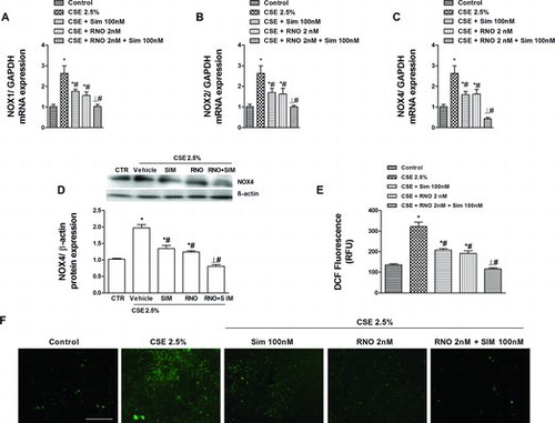 Figure 5.  Effects of roflumilast N-oxide (RNO) and simvastatin (SIM) on the increase in reactive oxygen species (ROS) and NADPH oxidases NOX1, NOX2 and NOX4 induced by CSE in WD-HBEC. (A-D) WD-HBEC were pre-incubated with RNO (2 nM), SIM (100 nM) or their combination for 30 minutes and then exposed to CSE (2.5%) over 72 hours. NOX1, NOX2 and NOX4 mRNA and NOX4 protein were quantified by real-time quantitative RT-PCR and Western blot, respectively as described in Methods. (E, F) WD-HBECs were loaded with H2DCF-DA in presence of RNO (2 nM), SIM (100 nM) or their combination for 30 minutes. Excess H2DCF-DA was removed by washing with PBS. Compounds were replenished before cells were exposed to CSE at 2.5%. Following a 30-minute incubation period accumulation of fluorescent DCF was assessed with fluorescence microscopy in a total of 5 fields per condition as detailed in Methods. (E) Quantitative evaluation of DCF fluorescence. (F) Representative microphotographs (scale bar corresponds to 50 μm). Results are given as means ± SEM of n = 4–5 independent experiments per condition. One-way ANOVA followed by post hoc Bonferroni tests. *p < 0.05 related to vehicle controls; #p < 0.05 related to CSE. *# p < 0.05 related to RNO or SIM alone. CTR: control.