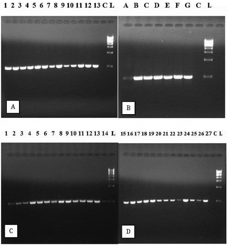 Fig. 6 Detection of wasabi mottle virus with RT-PCR using primers designed from the full-length sequence. (a) Lanes 1–13 are from symptomatic naturally infected plants; C = control, L = molecular weight ladder. (b) Lanes A to G are from mechanically inoculated plants; C = control, L = molecular weight ladder. (c) Samples originating from 14 asymptomatic ‘Green Thumb’ plants show presence of the virus; L = molecular weight ladder. (d) Samples originating from 13 ‘Daruma’ plants show presence of the virus; C = control, L = molecular weight ladder
