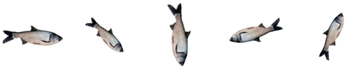 Figure 4. Example of the original dataset of fish images.