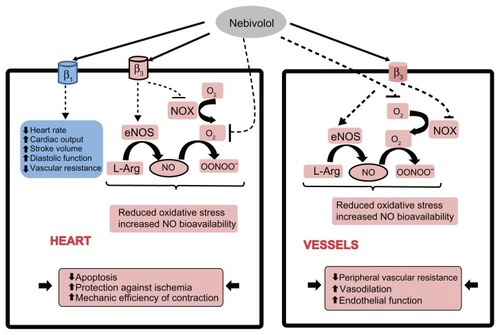Figure 4 Mechanisms of action of nebivolol in the cardiovascular system. Antagonism of cardiac β1-adrenergic receptors by nebivolol maintains or improves left ventricular function in healthy subjects and in patients with hypertension by decreasing heart rate, increasing cardiac output, and stroke volume. In addition, nebivolol protects health by reducing oxidative stress and increasing nitric oxide bioavailability through nonreceptor dependent scavenging of O2 − and β3-adrenergic receptor-dependent inhibition of NADPH oxidase and endothelial nitric oxide synthase uncoupling. In the vasculature, nebivolol acts through β3-adrenergic receptors to augment nitric oxide bioavailability and exerts a direct scavenging effect, leading to vasodilation and an improvement of endothelial function.