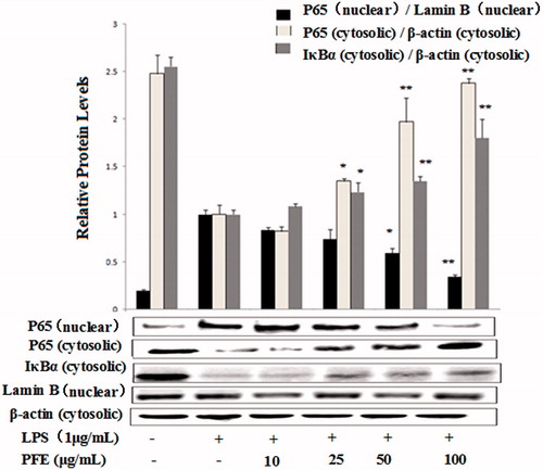 Figure 5. Effects of PFE on NF-κB p65 and IκBα activity in LPS-stimulated RAW 264.7 cells. The cells were pretreated with the different concentrations of PFE for 1 h and then exposed to 1 μg/mL LPS for additional 30 min. Cytoplasm and nuclear extracts proteins of cells were harvested for measurements of NF-κB p65 and IκB-α protein by Western blotting. β-Actin and Lamin B were used as the internal control. Data show mean ± SEM values of three independent experiments. *p < 0.05 and **p < 0.01 indicate significant differences from LPS-stimulation value.