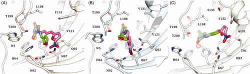 Figure 2. Predicted docking orientations of 7 (green) and Furagin (pink) to (A) CA II, (B) CA IX and (C) CA XII.