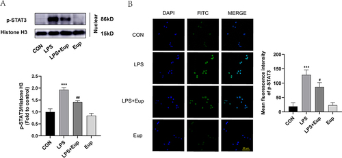 Figure 3 Effects of Eupatilin on the translocation of p-STAT3 into the nuclei in RAW264.7 cells after stimulation with LPS. (A) The protein levels of p-STAT3 in the nuclei of RAW264.7 cells were determined by Western blot. (B) p-STAT3 (green) fluorescence images of RAW264.7 cells (scale bar: 50 µm, 600 ×) were captured under a confocal laser microscope. n≥3 per group, one-way ANOVA test. ***p < 0.001, versus CON group; #p < 0.05, ##p < 0.01, versus LPS group.