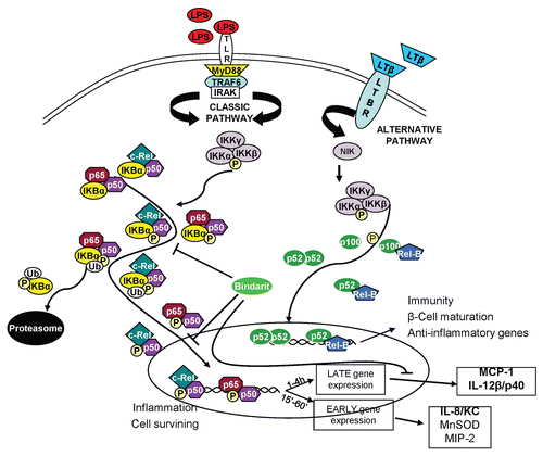 Figure 5 Proposed model for bindarit action. The potential mechanism of action of bindarit is presented. The stimulus-induced activation of NFκB pathway is modulated by bindarit pre-treatment. This anti-inflammatory molecule produces a reduction of IκBα and p65 phosphorylation, a subsequent significant reduction of the nuclear translocation of p65-constituted dimers and, consequently, a reduced recruitment of these transcription factor to the κB sites of specific promoters of inflammatory genes. The overall effect of this combined action is the significant inhibition of MCP-1 (/MCPs) and IL-12β/p40 expression that ultimately led to a significant downregulation of the inflammation, especially at the lesion site.