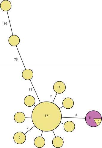 Figure 2. Minimum spanning tree of outbreak patient and food isolates (defined by PFGE as in the case definition). Each circle represents one isolate and each branch represents one single-nucleotide polymorphism (SNP) unless otherwise stated with a number within a circle or next to a branch. Patient outbreak isolates are shown in yellow and domestic food isolates from cold-cuts with the outbreak PFGE profile in purple.