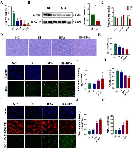 Figure 7. Interference with AIFM2 gene exacerbates BPA induced ferroptosis in YSFs. NC: YSFs with Non-targeted negative control transfection. Si: YSFs with siRNA-4 transfection. BPA: YSFs with 150 μM BPA treatment. Si + BPA: YSFs with siRNA-4 transfection and BPA treatment. (A) Relative expression level of AIFM2 after specific siRNAs interference in YSFs. The RT-qPCR results were analyzed using 2−ΔΔCt method. (B) Validation of AIFM2 inteference at protein level. (C) Relative expression level of BAX, BCL-2 and GPX4 in YSFs transfected with siRNA-4. RT-qPCR results were analyzed using the 2−ΔΔct method. (D) Representative photos of bright field for YSFs after siRNA-4 transfection and/or BPA treatment. Scale = 500 μm. (E) Cell viability of YSFs after siRNA-4 transfection and/or BPA treatment. (F) Representative images of ROS for YSFs after siRNA-4 transfection and/or BPA treatment. Scale = 100 μm. (G) Ratio of fluorescence intensity statistics (green/blue) corresponding to ROS staining. (H) Content of GSH in YSFs after siRNA-4 transfection and/or BPA treatment. (I) Representative image of BODIPY 581/591/C11 staining for YSFs after siRNA-4 transfection and/or BPA treatment. Scale = 50 μm. (J) Ratio of fluorescence intensity statistics (green/red) corresponding to BODIPY 581/591 C11 staining. (K) Content of MDA in YSFs after siRNA-4 transfection and/or BPA treatment. Different letters upon panels mean significant difference.