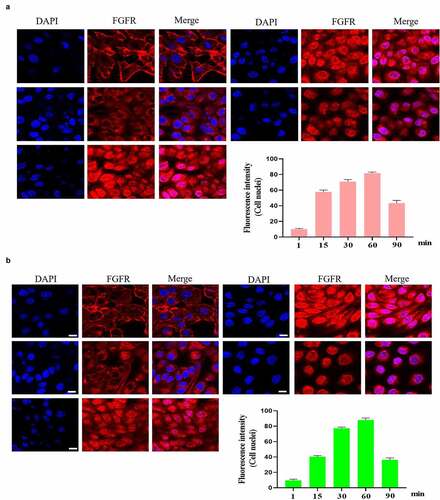 Figure 3. (a-b). FGFR’s intracellular trafficking under FGF stimulation. The GES-1 and RGM-1 cells were seeded on 6-well cell culture plates. 40% confluent cells were starved for 10 h. The cells were then stimulated with FGF for the indicated time points. After the cells were fixed, the cells were stained with anti-FGFR. The cell samples were then observed using CLSM. The average fluorescence intensity of 50 cells was measured and analyzed. Asterisks indicate significant differences (P < 0.05).