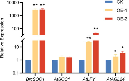 Figure 6. qRT-PCR verification of the expression of BrcSOC1 in wild-type Col and T2 OE-BrcSOC1 transgenic A. thaliana and the expression of AtSOC1 and SOC1 downstream genes in A. thaliana.Note: CK: Col line, OE-1: T2 OE-BrcSOC1 line 1, OE-2: T2 OE-BrcSOC1 line 2. Mean values and SDs were obtained from three biological and three technical experiments with consistent results. Asterisks indicate significant differences in different genes and different lines (*P < 0.05, **P < 0.01, Duncan’s test).