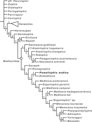 FIGURE 7. Phylogenetic relationships of Powellophis andina gen. et sp. nov. Strict consensus of six most parsimonious trees of 810 steps each. Numbers above and below branches indicate Bremer support and jackknife absolute values, respectively. Crown group Serpentes is shown as a solid triangle, for complete tree see Fig. S10.