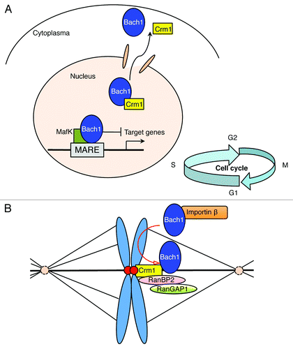Figure 1. A model of the dual functions of Bach1 during interphase and metaphase of the cell cycle. (A) Bach1 occupies MARE enhancers to repress transcription under normal conditions. The elimination of the Bach1-mediated transcriptional repression occurs through inhibition of its DNA binding activity and subsequent Crm1-dependent nuclear export in response to oxidative stress. (B) The kinetochore localization of Crm1 mediates the exclusion of Bach1 from mitotic chromosomes and may be required for the kinetochore recruitment of RanBP2 and RanGAP1. We hypothesize that the misalignment of mitotic chromosomes due to Bach1 depletion might involve an improper kinetochore localization of RanGAP1, RanBP2 and/or Crm1.