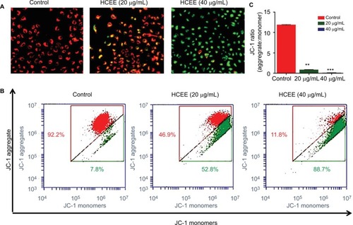 Figure 7 Mitochondrial membrane potential of HeLa cells treated with HCEE as determined by JC-1 fluorescent dye.Notes: (A) Representative images of JC-1 staining in HeLa cells treated with different concentrations of HCEE (0–40 μg/mL). After 24 hours, the cells were stained with JC-1 probe and imaged under fluorescence microscope, which showed loss of red fluorescence (aggregate) and abundance of green fluorescence (monomers), thereby indicating depolarization of mitochondrial membrane potential. (B) Evaluation of mitochondrial membrane potential in HeLa cells by flow cytometry. (C) Quantification of mitochondrial membrane potential (% of control) was expressed as JC-1 ratio (aggregate:monomer). Data represent mean ± SD of three replicates. **P<0.01, ***P<0.001 vs control group.Abbreviation: HCEE, Hedychium coronarium ethanol extract.