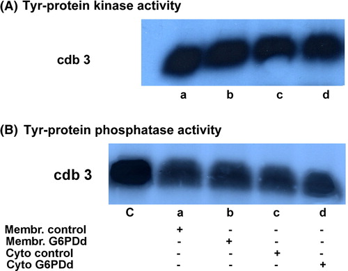 Figure 4.  Tyrosine Kinase and tyrosine Phosphatase activities in normal and G6PDd human erythrocytes.(A) Tyr-protein kinase activity. Normal (lanes a, c) and G6PDd (lanes b, d) erythrocytes subjected to a few freeze/thaw cycles and membranes were separate from cytosol by microfuge as described in Methods. Then 2 µL of membranes (lanes a, b) and 2 µL of cytosol (lanes c, d) were incubated in basal medium of phosphorylation containing γ[32P] ATP in presence of cdb3 as described in Methods and samples were submitted to SDS PAGE. Gel was stained with Coomassie blue, subjected to 2 mol L−1 NaOH treatment, dried and autoradiographed for 2 days. Panels are representative of eight distinct experiments.(B) Tyr-protein phosphatase activity. 2 µL of membranes (lanes a, b) and 2 µL of cytosol (lanes c, d) from normal (lanes a, c) and G6PDd (lanes b, d) erythrocytes were incubated in basal medium of dephosphorylation in presence of [32P]cdb3. Lane C: the control pattern of the loaded [32P]cdb3. Samples were submitted to SDS PAGE. Gel was stained with coomassie blue and then treated with 2 mol L−1 NaOH, dried and autoradiographed for 2 days. Panels are representative of 10 separate experiments.