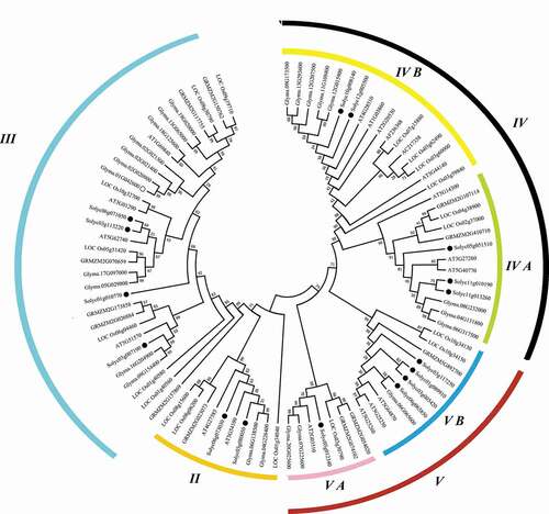 Figure 2. The phylogeny of the PHB proteins. An unrooted neighbor-joining phylogenetic tree of PHB proteins from Arabidopsis, rice, maize, soybean, and tomato was generated in the MEGA program with a bootstrap value set as 1000 replicates. The tree was clustered into various clades and subclades. The black dots represent tomato SlPHB proteins.