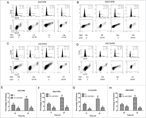 Figure 4. The (S)phase entry profile for PB cells w/o GSH addition during re-stimulation. (A, B) Cell cycle profiles of 3T3PB cells by CI or SS. (C, D) Cell cycle profile of C3HPB cells by CI or SS. (E–F) Graph of percentage of S phase cells in A-D.