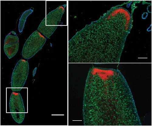 Figure 2. Nardonella-infected oocytes in Rhynchophorus ferrugineus . Red: Nardonella; Green: Autofluorescence; Blue: DAPI. The left image represents four oocytes in a female ovariole, observed in fluorescence microscopy following FISH treatment against the endosymbiont Nardonella. Scale bar is 0.5 mm in the left photo and 100 µm in the close-ups