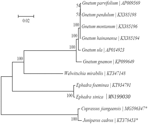 Figure 1. Maximum-likelihood (ML) tree of Ephedra sinica and its related relatives based on the complete cp genome sequences. *represents the outgroup of Gnetidae.
