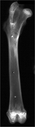 Figure 4. Radiograph of a rabbit femur with biodegradable radiographic markers clearly discernable. The Markers were placed 20 mm and 30 mm apart.
