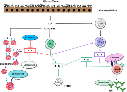 Figure 1 T2 high inflammatory pathways.