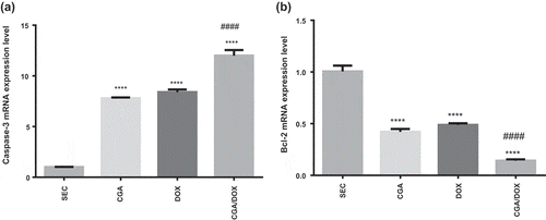 Figure 3. Effect of chlorogenic acid (CGA) treatment alone and in combination with doxorubicin (DOX) on gene expression of (a) caspase-3 and (b) Bcl-2. Values are expressed as mean ± SEM. n = 8 except SEC group, n = 10. **** Significant difference as compared to the SEC group at P < 0.0001 and #### significant difference as compared to the DOX group at P < 0.0001.